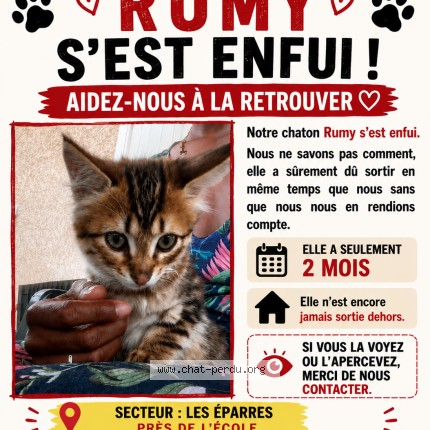 Photo de chat perdu à Les Eparres
