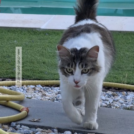 Photo 1/1 Natsu Chat perdu à Gardanne