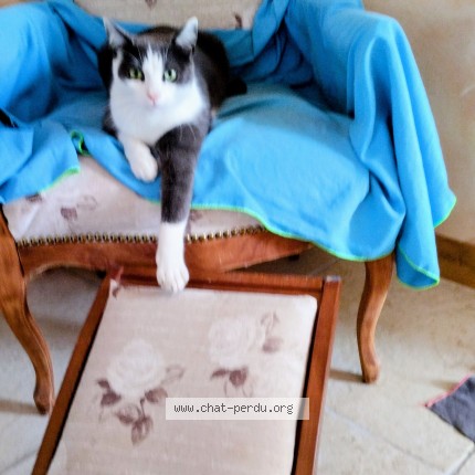 Photo 1/1 Samba Chat perdu à St Vincent Sur Jard