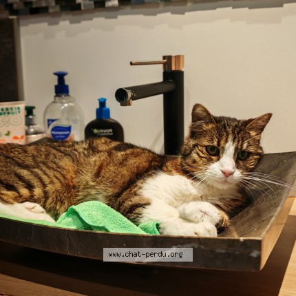 Photo de chat perdu à Chatenay