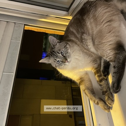 Photo 1/1 Maggy Chat perdu à Lille