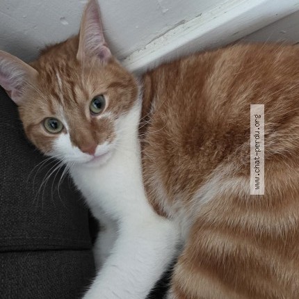 Photo 1/1 GARFIELD Chat perdu à Toulouse
