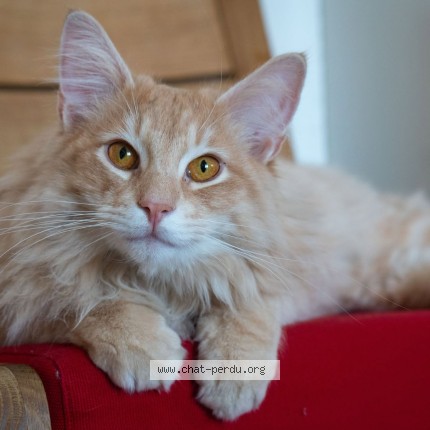 Photo de chat perdu à Le Pre Saint Gervais