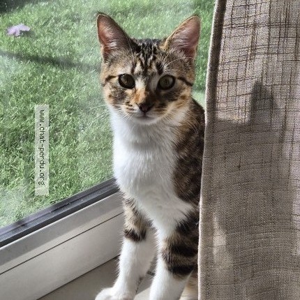 Photo 1/1 Chat retrouvé Perdu à Toulouse