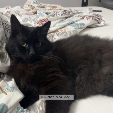 Photo 1/1 Bouh Chat perdu à Deuil La Barre