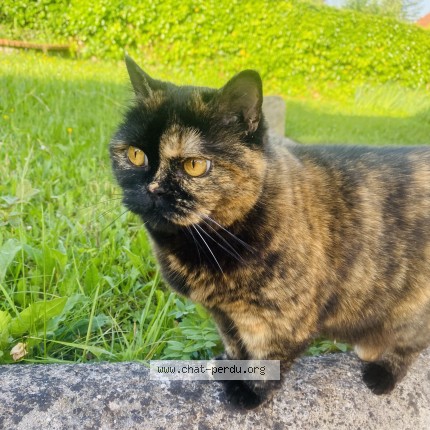 Photo 1/1 Lola Chat perdu à Creuzier Le Vieux