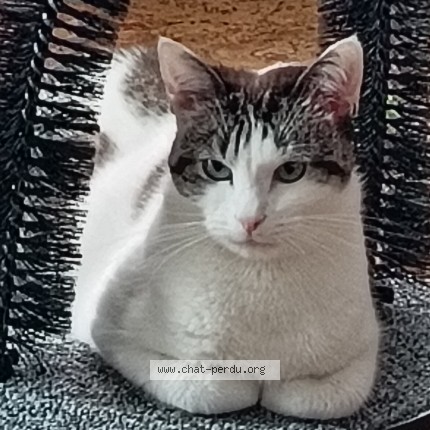 Photo de chat trouvé à Hautmont