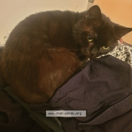Photo 1/1 Jack Chat perdu à Rouen