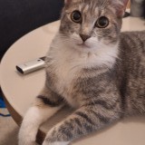 Tha&iuml;s