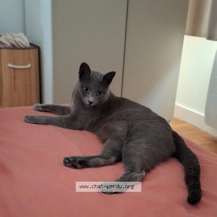 Photo de chat perdu à Montrouge