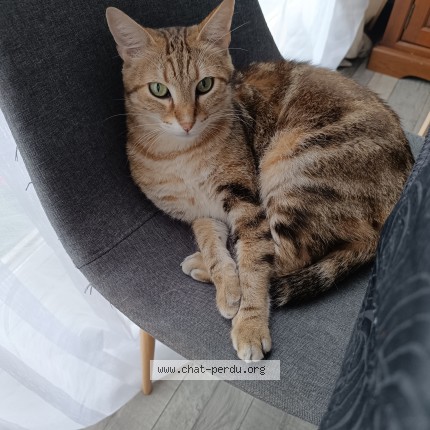 Photo 2/2 Napoléon Chat perdu à Les Essarts Le Roi