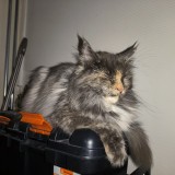 mia