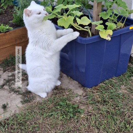 Photo de chat perdu à Epargnes
