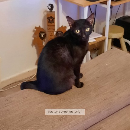Photo de chat perdu à Saint Baudille