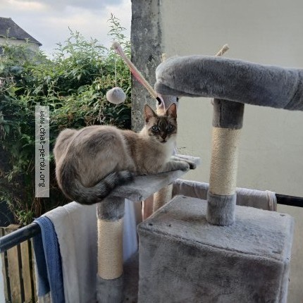 Photo 1/2 tigrou Chat perdu à Bordes