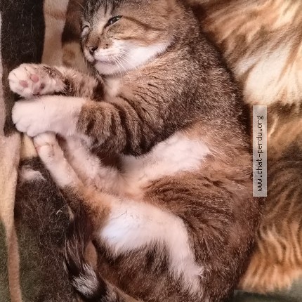 Photo 1/1 Chat retrouvé Perdu à Rochefort