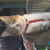 Thyriss