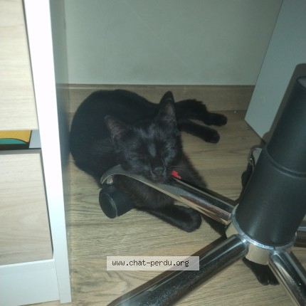 Photo de chat perdu à Dreux
