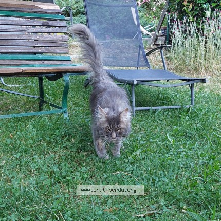 Photo de chat trouvé à Marlhes