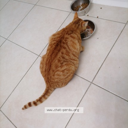 Photo 1/1 potté Chat perdu à Salaise Sur Sanne