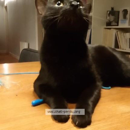 Photo de chat perdu à Paris