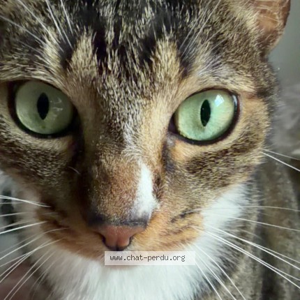 Photo de chat perdu à Ferrieres Sur Ariege