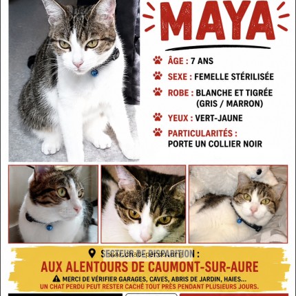 Photo 1/1 Maya Chat perdu à Caumont Sur Aure