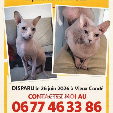 Photo de chat perdu à Vieux Conde