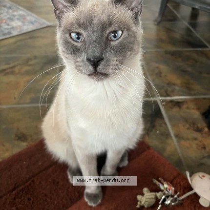 Photo de chat perdu à Gerstheim