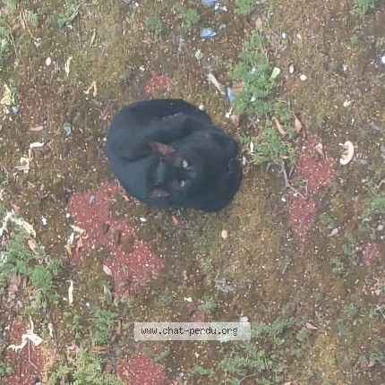 Photo 1/1 Chat trouvé Trouvé à Paris