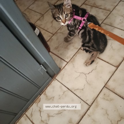 Photo de chat perdu à Aixe Sur Vienne
