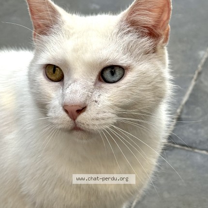 Photo 1/1 Bowie Chat perdu à Roubaix