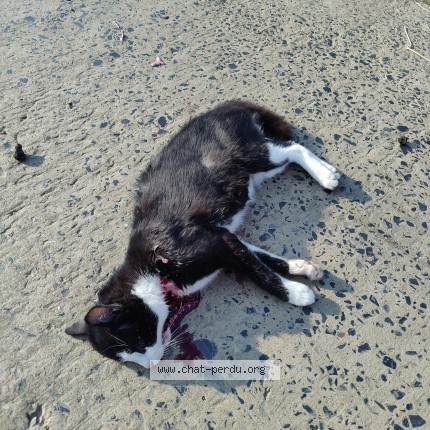 Photo 1/1 Chat trouvé Trouvé à Mont Saint Guibert