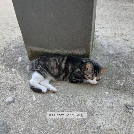 Photo 1/1 Chat trouvé Trouvé à Esbly