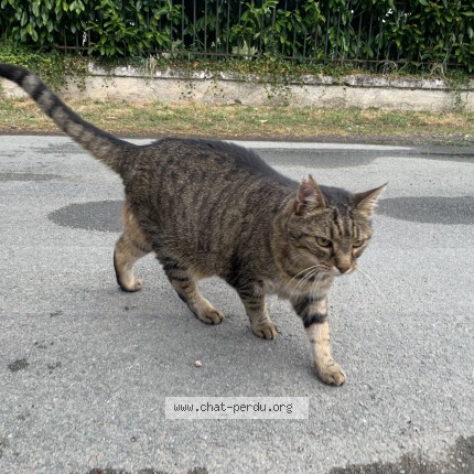 Photo 1/2 Chat trouvé Trouvé à Athee Sur Cher