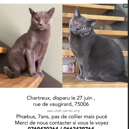 Photo de chat perdu à Paris