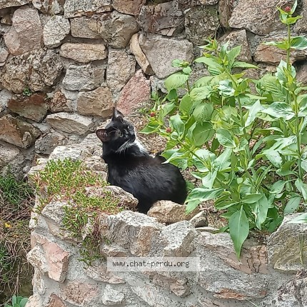 Photo 1/1 cala Chat perdu à Vaugneray