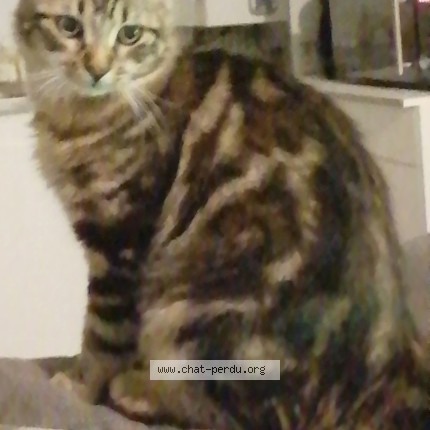 Photo 1/2 soltane Chat perdu à Vannes