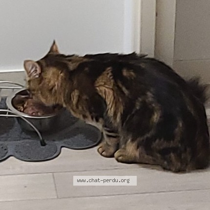 Photo 2/2 soltane Chat perdu à Vannes