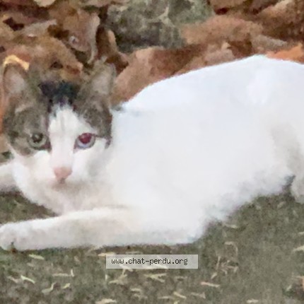 Photo 1/1 Chat retrouvé Trouvé à Begles