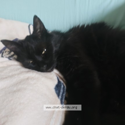 Photo de chat trouvé à Castelnau Le Lez