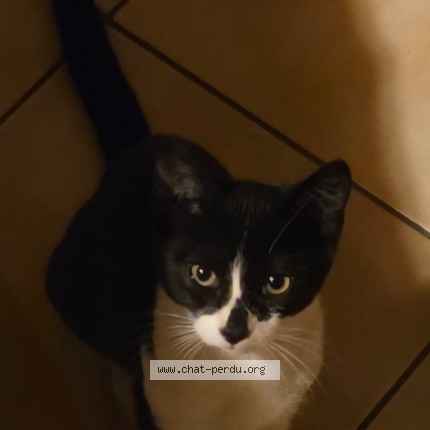 Photo 4/4 heckle Chat perdu à Menil