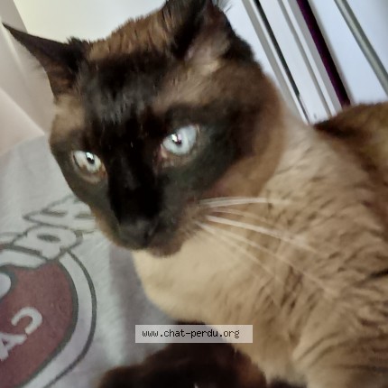 Photo de chat perdu à Cestas