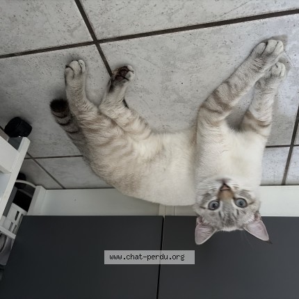 Photo de chat perdu à Lussac Les Chateaux