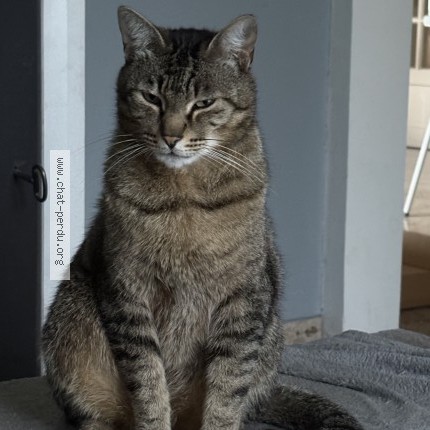 Photo de chat perdu à Sore