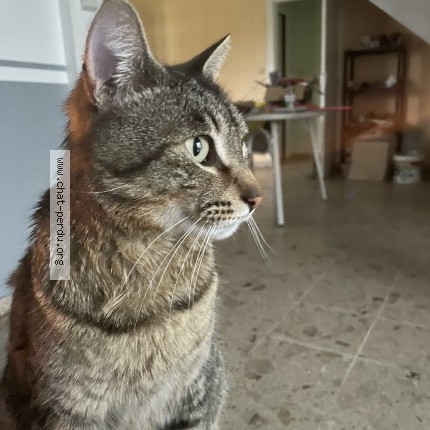 Photo 2/4 romeo Chat perdu à Sore