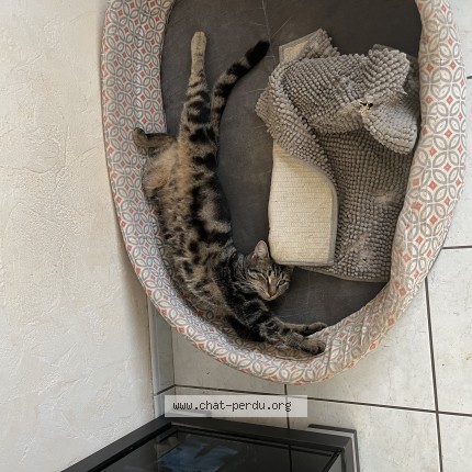 Photo de chat perdu à Marolles Les Braults