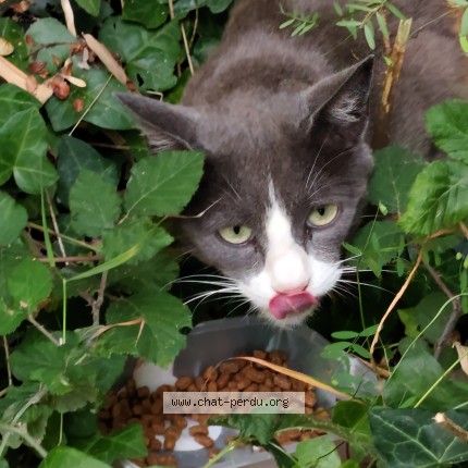 Photo 1/1 Chat trouvé Trouvé à Brest