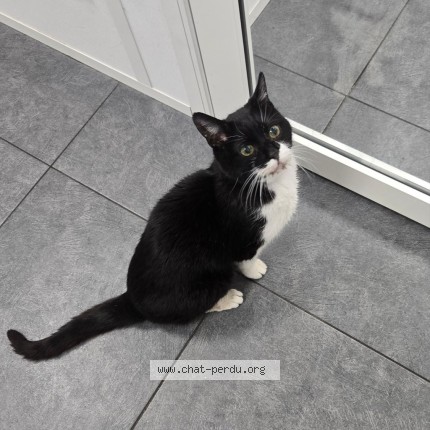 Photo de chat perdu à Orly