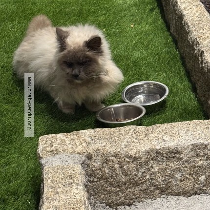 Photo 1/1 Chat trouvé Trouvé à Draguignan